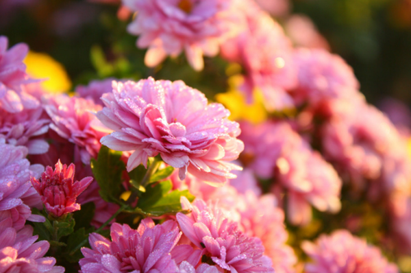 Good Luck Flowers and How to Make the Most of Them-Chrysanthemums