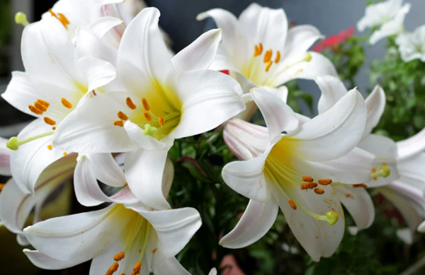 Good Luck Flowers and How to Make the Most of Them-Lilies