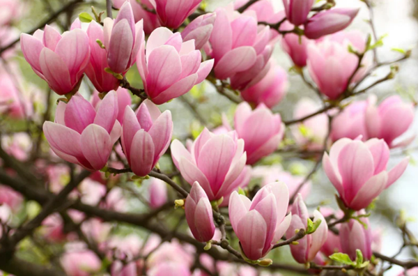 Good Luck Flowers and How to Make the Most of Them-Magnolias
