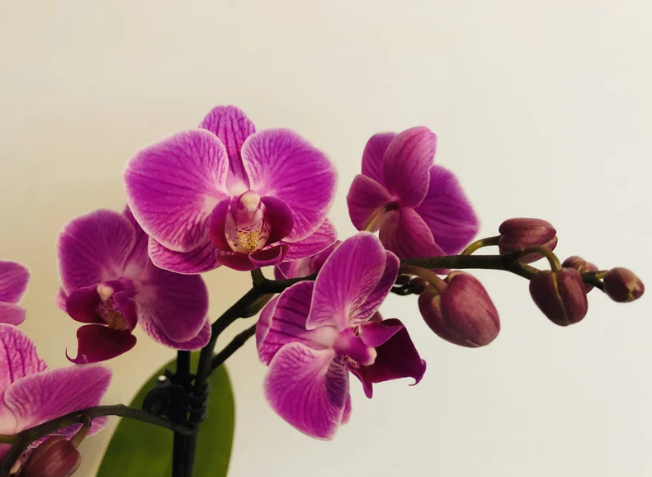 Good Luck Flowers and How to Make the Most of Them-Orchids