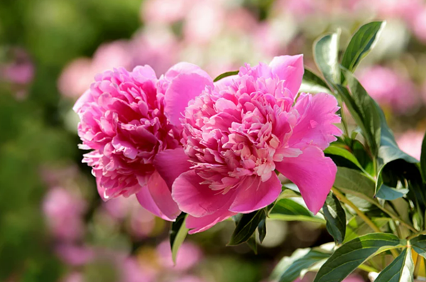 Good Luck Flowers and How to Make the Most of Them-Peonies
