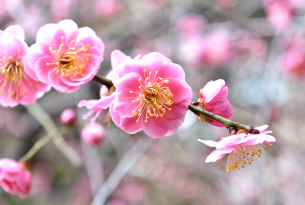 Good Luck Flowers and How to Make the Most of Them-Plum Blossoms