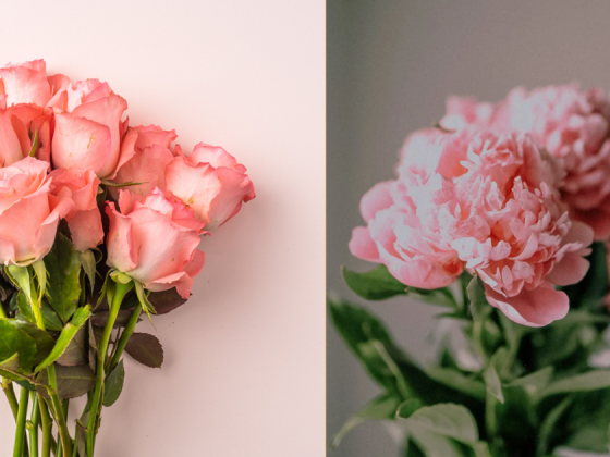Roses vs Peonies