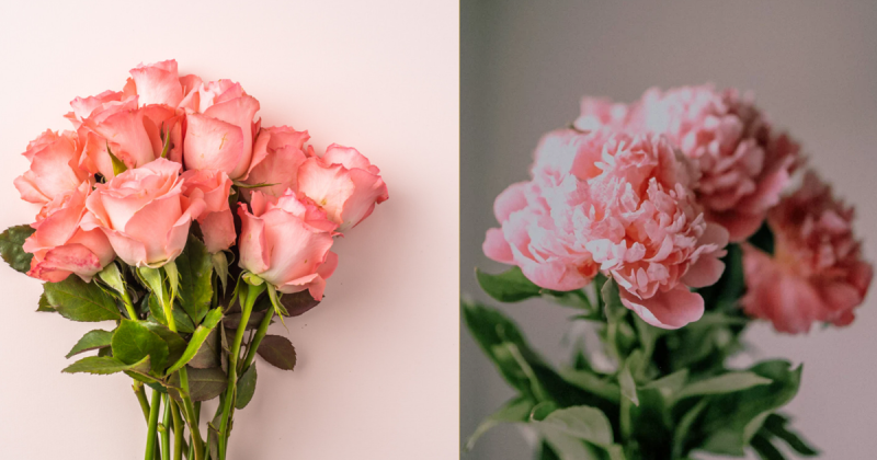 Roses vs Peonies