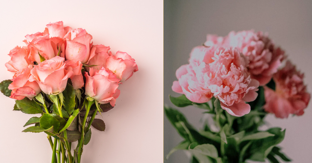 Roses vs Peonies : 2 Beautiful Flowers—Jaspilite