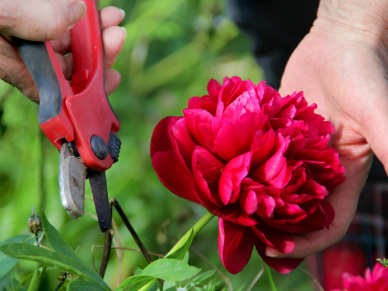 Tips for Preserving Fresh Cut Flowers