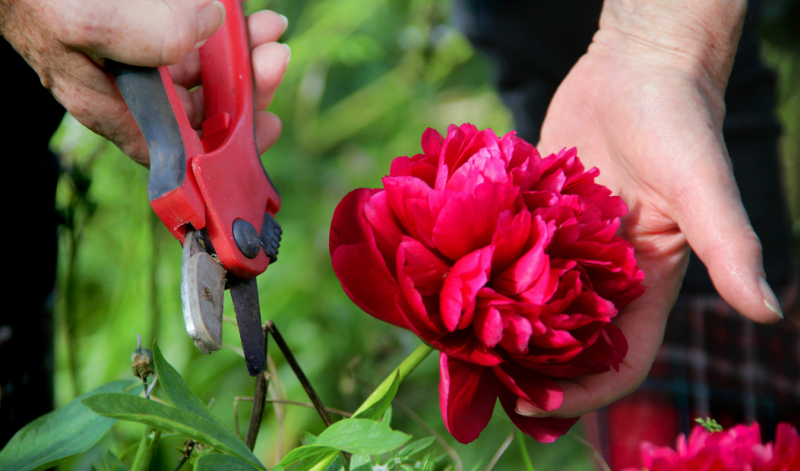 Tips for Preserving Fresh Cut Flowers